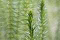 Mareâs-tail Hippuris vulgaris, plants in a pond